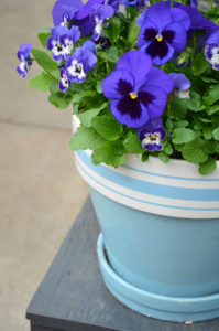 Blue pansy flowers in ceramic flowerpot